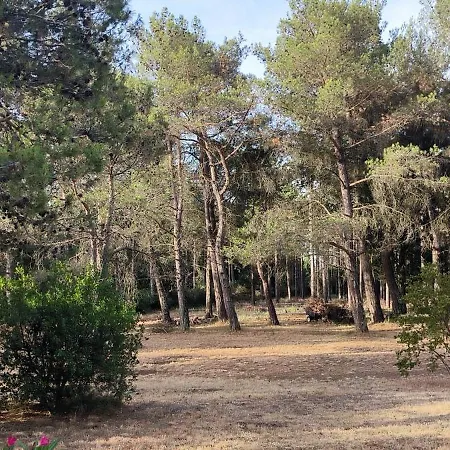 Le Murmure Des Pins Prázdninový dům