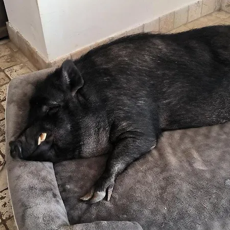 Prázdninový dům Le Murmure Des Pins Villemoustaussou